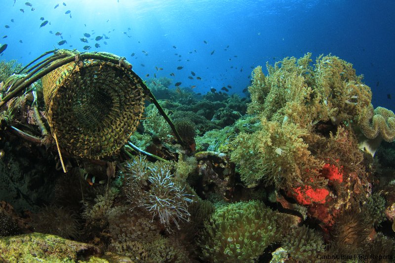 fish trap amongst corals