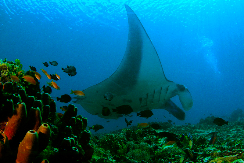 manta side with coral